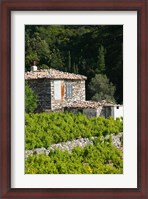 Framed Vineyard, Vourliotes, Samos, Aegean Islands, Greece