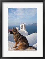 Framed Greece, Santorini, Oia, Dog, Blue Domed Churches