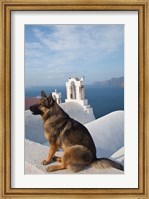 Framed Greece, Santorini, Oia, Dog, Blue Domed Churches