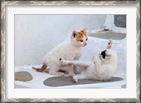 Framed Kittens Playing, Mykonos, Greece