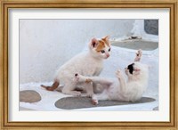 Framed Kittens Playing, Mykonos, Greece