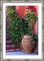 Framed Large Pot With Honeysuckle Vine, Santorini, Greece