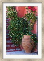 Framed Large Pot With Honeysuckle Vine, Santorini, Greece