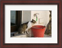 Framed Greece, Dodecanese, Rhodes, Cat