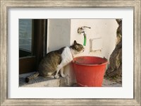 Framed Greece, Dodecanese, Rhodes, Cat