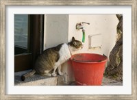 Framed Greece, Dodecanese, Rhodes, Cat