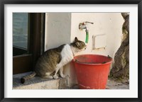 Framed Greece, Dodecanese, Rhodes, Cat