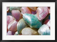 Framed Greece, Dodecanese, Rhodes, Harbor, Seashells