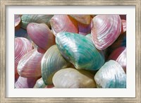 Framed Greece, Dodecanese, Rhodes, Harbor, Seashells