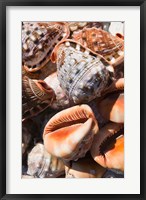 Framed Greece, Dodecanese, Rhodes, Seashells