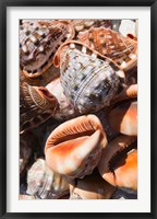 Framed Greece, Dodecanese, Rhodes, Seashells