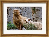 Framed Greece, Crete, Lasithi, Wild Sheep, Kavousi Gorge