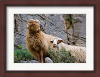 Framed Greece, Crete, Lasithi, Wild Sheep, Kavousi Gorge