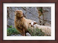 Framed Greece, Crete, Lasithi, Wild Sheep, Kavousi Gorge