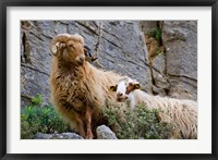 Framed Greece, Crete, Lasithi, Wild Sheep, Kavousi Gorge