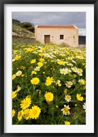 Framed Wildflowers and church of St, Island of Spinalonga, Crete, Greece