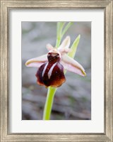 Framed Greece, Crete Orchid in Bloom