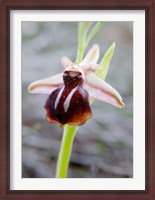 Framed Greece, Crete Orchid in Bloom