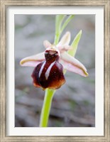 Framed Greece, Crete Orchid in Bloom