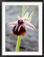 Framed Greece, Crete Orchid in Bloom