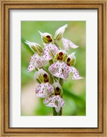 Framed Orchid in bloom, Crete, Greece