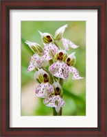 Framed Orchid in bloom, Crete, Greece