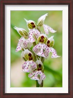 Framed Orchid in bloom, Crete, Greece