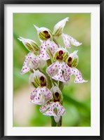 Framed Orchid in bloom, Crete, Greece