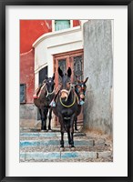 Framed Mules, Imerovigli, Santorini, Greece