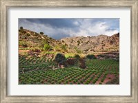Framed Vineyard, Crete, Greece