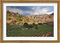 Framed Vineyard, Crete, Greece