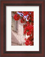 Framed Red Flowers on Main Street, Kardamyli, Messina, Peloponnese, Greece