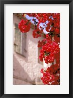 Framed Red Flowers on Main Street, Kardamyli, Messina, Peloponnese, Greece