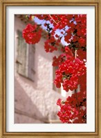 Framed Red Flowers on Main Street, Kardamyli, Messina, Peloponnese, Greece