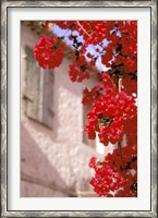 Framed Red Flowers on Main Street, Kardamyli, Messina, Peloponnese, Greece