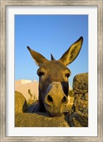 Framed Greece, Mykonos, Hora, Donkey and Stone Fence