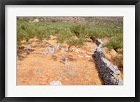 Framed Olive Orchard and Stone Wall, Greece