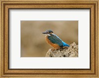 Framed Common Kingfisher bird, Cliff, Cyprus