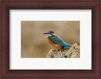 Framed Common Kingfisher bird, Cliff, Cyprus