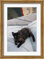 Framed Greece, Paros, Naoussa, Cat on Boat Sails