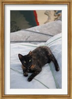 Framed Greece, Paros, Naoussa, Cat on Boat Sails