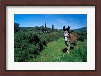 Framed Domestic Donkey, Samos, Greece