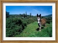 Framed Domestic Donkey, Samos, Greece