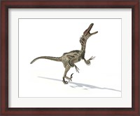 Framed Velociraptor Dinosaur