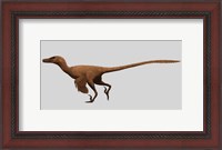 Framed Velociraptor Mongoliensis from the Cretaceous Period