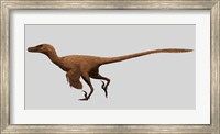 Framed Velociraptor Mongoliensis from the Cretaceous Period