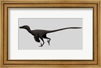 Framed Velociraptor Mongoliensis, Mid-sized Dinosaur