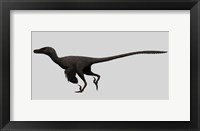 Framed Velociraptor Mongoliensis, Mid-sized Dinosaur