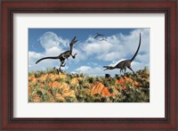 Framed Velociraptors involved in a Territorial Dispute