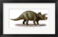 Framed Triceratops Dinosaur 6